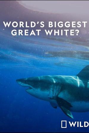 World's Biggest Great White Shark